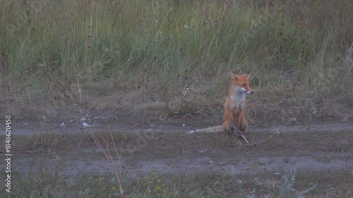 A wild fox at dusk on a country road
