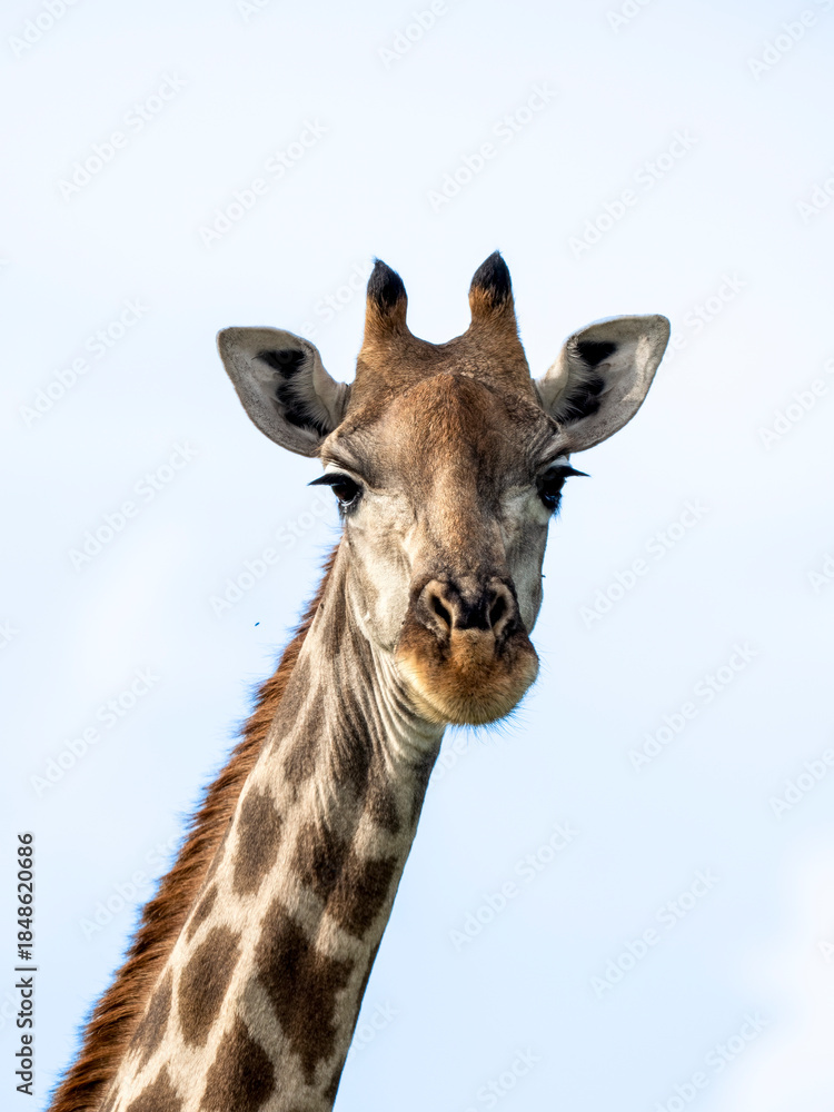 Obraz premium Giraffe, Giraffa camelopardalis