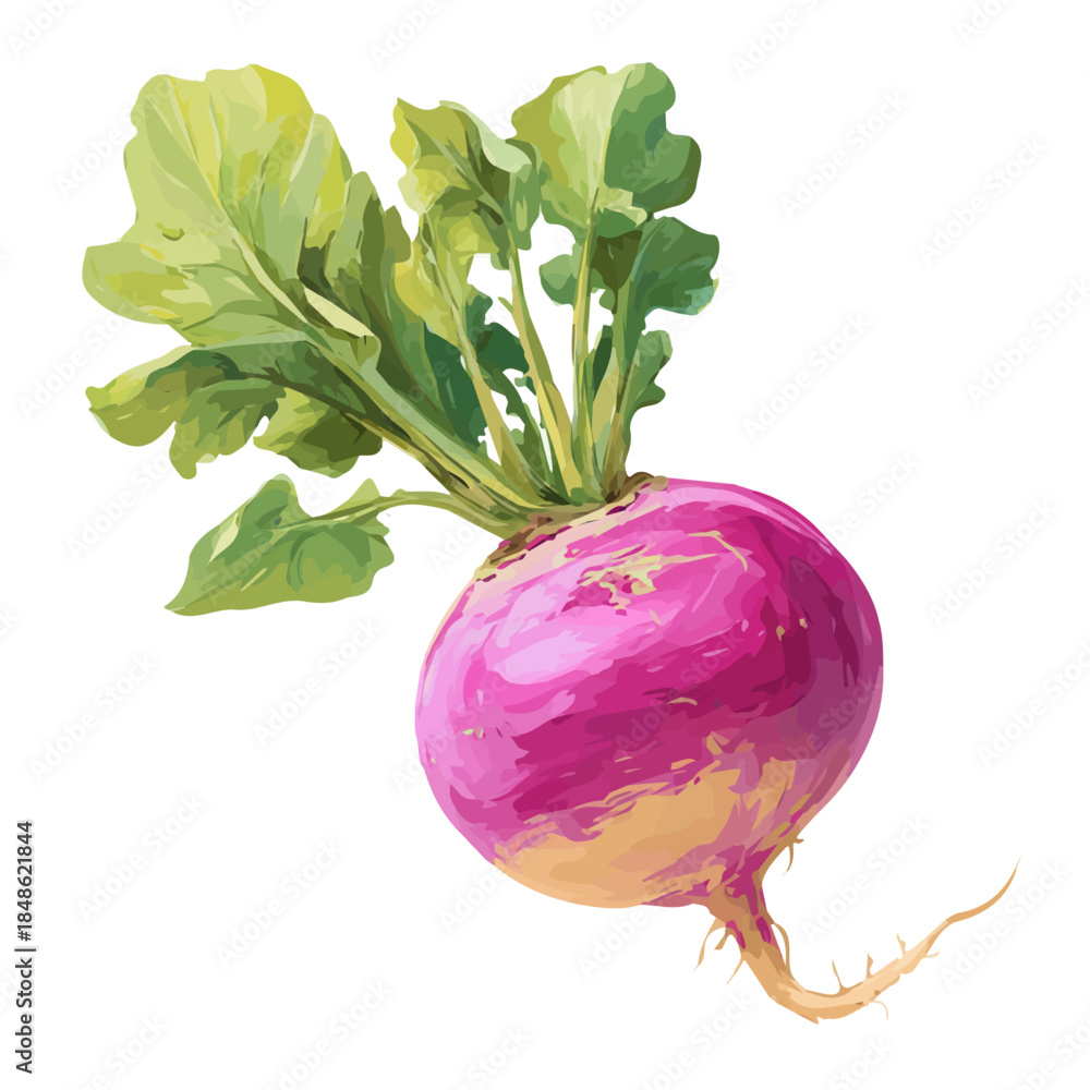 Φωτογραφία Turnip, presented as a modern flat 2D vector icon graphic on a white background