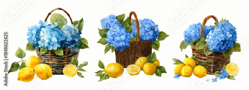 Vintage watercolor basket filled with hydrangeas and scattered yellow lemons. Italian summer elements. Botanical illustration of the Mediterranean coast with fruit and floral elements.