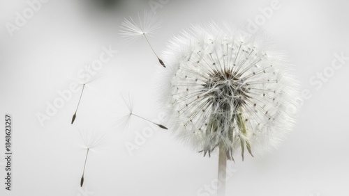 Wallpaper Mural Dandelion Seeds in the Wind Nature Flower Puff. Concept featuring dandelion, seeds, nature, wind, flower. Torontodigital.ca