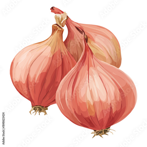 2D flat vector graphic of a Shallots in icon style, isolated on white background