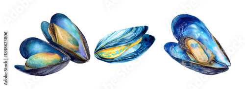 Watercolor Mediterranean shell illustration with mussels and seafood. Italian summer coast design perfect for posters, postcards, or decorative prints with nautical motifs.