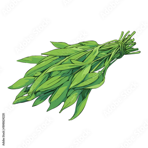 Flat-design 2D vector artwork of a Water Spinach Kangkong, styled as an icon and isolated against white background