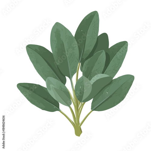 Sage, rendered in a minimalist 2D flat vector icon style against a pure white backdrop