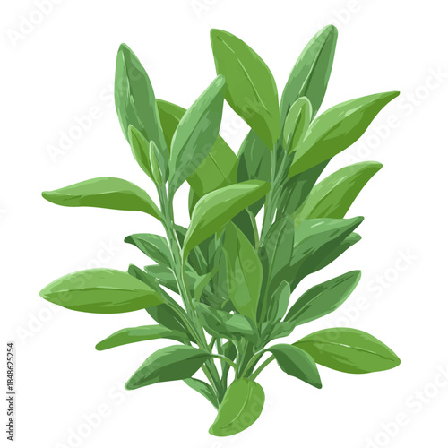Simple flat 2D vector graphic of a Sage in modern icon style, isolated on a white canvas