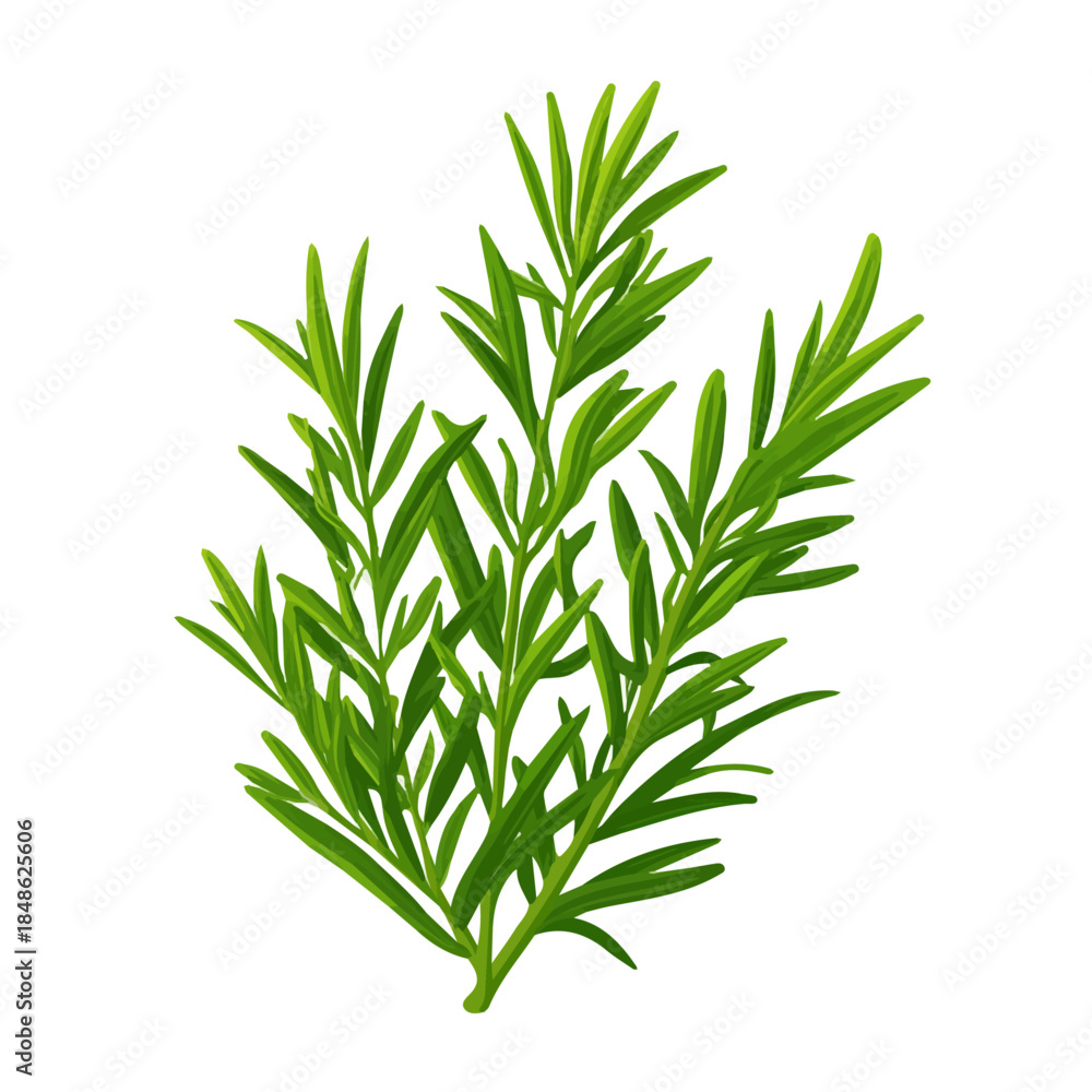 Fototapeta premium Simple flat 2D vector graphic of a Rosemary in modern icon style, isolated on a white canvas