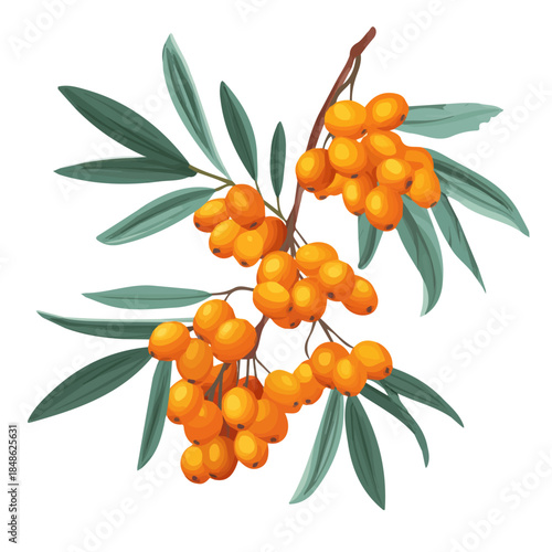 Sea Buckthorn, presented as a modern flat 2D vector icon graphic on a white background