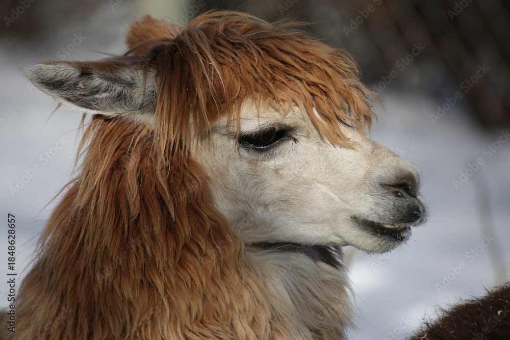 Obraz premium Close Up Portrait of a Brown and White Alpaca in Winter