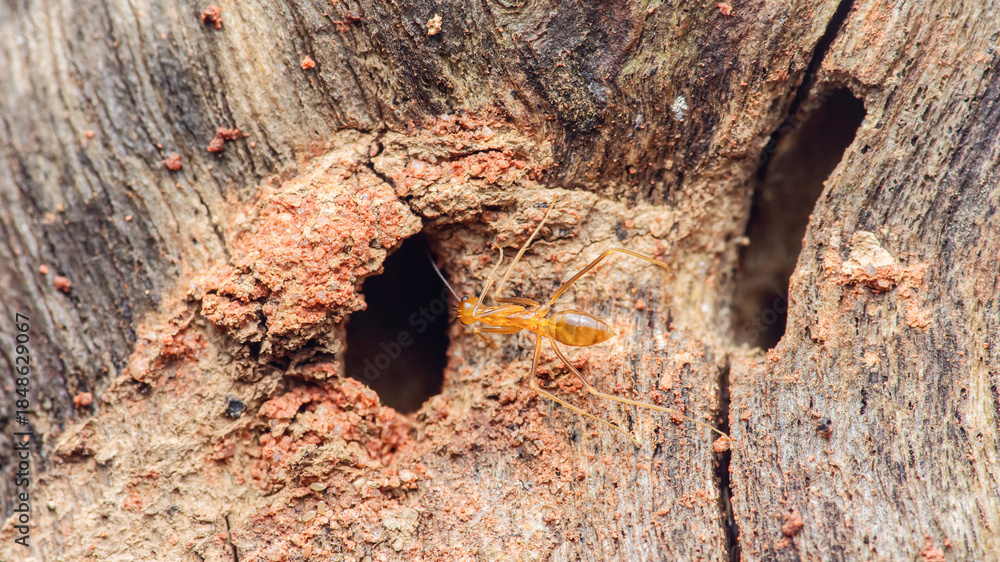 Obraz premium Termite creating mud tube nest on wood surface
