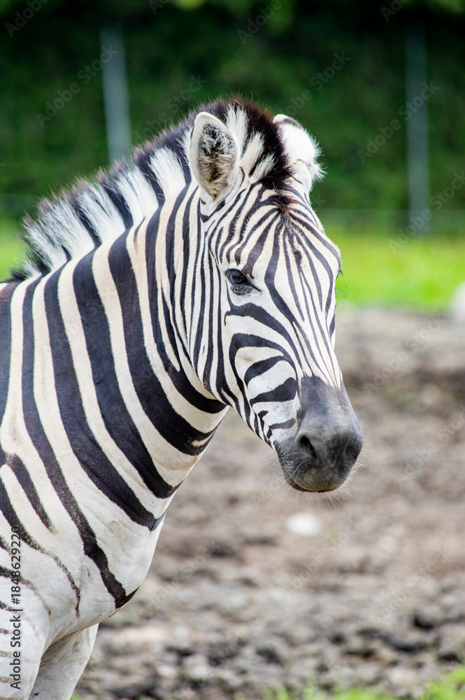 Obraz premium Close Up Portrait of a Zebra in a Zoo Enclosure