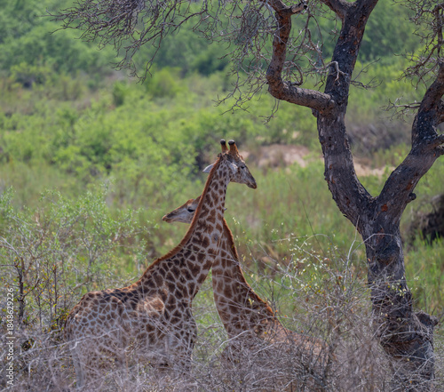 Giraffen im Busch vom Krüger National Park - Kruger Nationalpark Südafrika