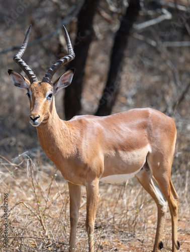 Impalas auch Schwarzfersenantilope oder Schwarznasenimpala genannt, im Busch vom Krüger National Park Südafrika