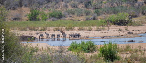 Aussicht und Landschaft - Flora Botanik Busch im Krüger National Park - Kruger Nationalpark
