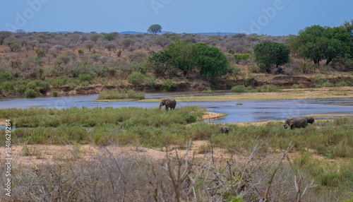 Aussicht und Landschaft - Flora Botanik Busch im Krüger National Park - Kruger Nationalpark
