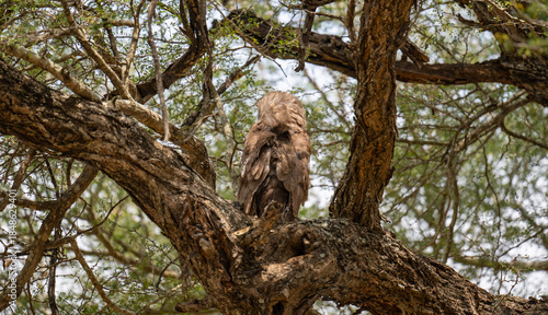 Verreaux-Uhu - Verreaux's Eagle-Owl im Busch vom Krüger National Park Südafrika