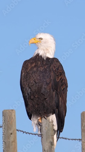Vertical close up of a bald eagle sitting on a fence post against a blue sky in Wyoming.