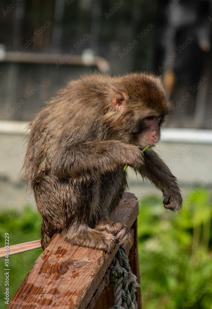 Fototapeta premium A Young Monkey Eating Grass While Sitting On A Wooden Railing