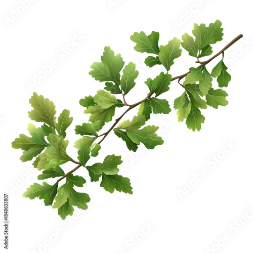 Wallpaper Mural A branch with many green leaves rests on a plain background while natural light highlights its shape Torontodigital.ca