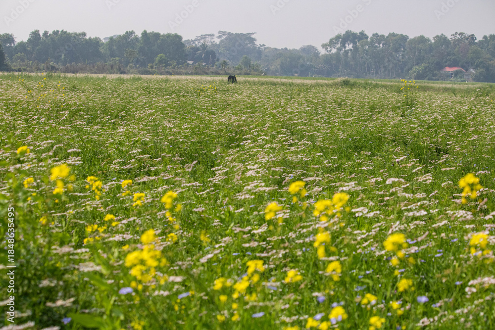 Fototapeta premium Cumilla,14 October 2025 Bangladesh -A mustard and coriander flower field