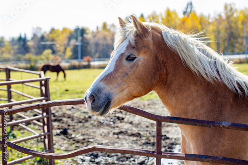 Brown Horse Looking Over Metal Fence In Fall Pasture