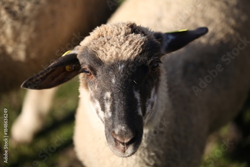 Close Up of a Black and White Sheep in a Field