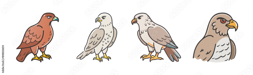 Obraz premium Collection of diverse hawk and falcon illustrations showcasing various raptor species