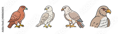 Collection of diverse hawk and falcon illustrations showcasing various raptor species