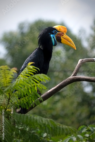 Hornbill perched on a branch