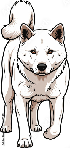 Kishu Ken dog walking forward attentive movement pose