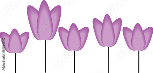 purpul tulip flower