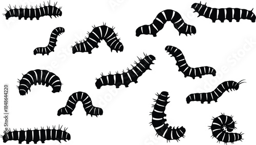 Caterpillar silhouettes, spiky black insects, striped larvae, crawling poses, entomology illustration, insect life cycle, white background, educational graphic, nature study, movement