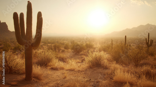 Golden desert sunset illuminates saguaro cactus and arid landscape with distant mountains. A lone saguaro cactus stands tall in the foreground against a hazy, sun-drenched desert horizon