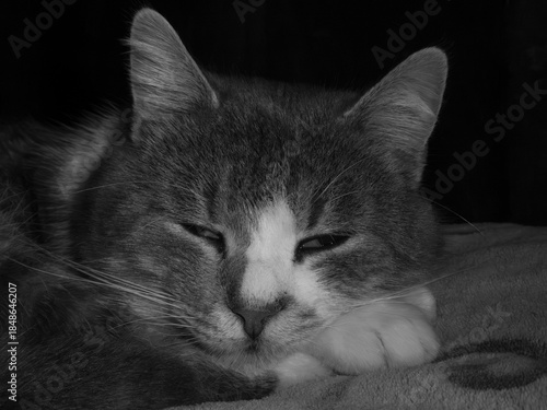 Close up of sleepy cat resting head on paw