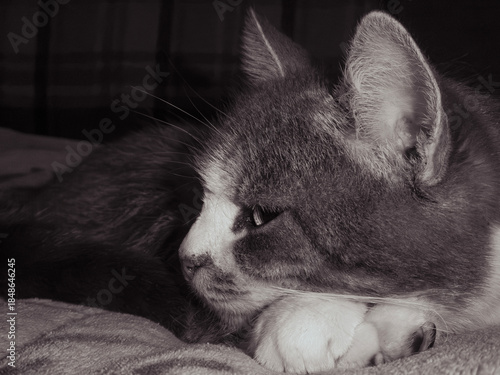 Close-up portrait of peaceful cat resting on paws
