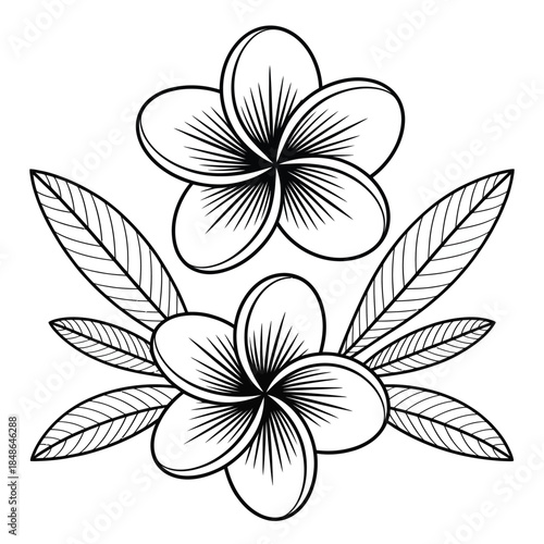 Detailed illustration of two plumeria flowers with leaves in black and white