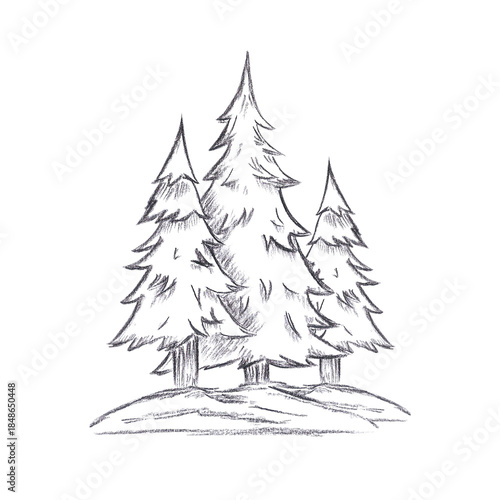 Hand drawn black charcoal pencil graphic drawing of fir trees composition isolated on white background. Can be used for cards, label scrapbook and other printed products