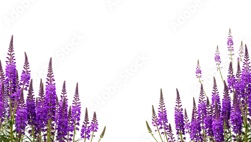 Purple flowers on tall stems with green leaves isolated on a transparent background floral arrangement