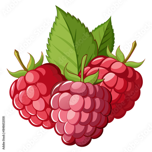 Fresh Red Raspberries with Green Leaves Vector Illustration