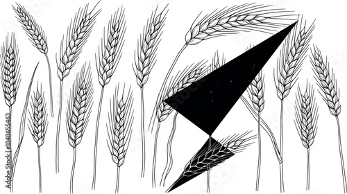 Detailed hand-drawn black and white vector line illustration of a full field of ripe wheat and barley stalks, suitable for organic food, harvest, or farm branding designs