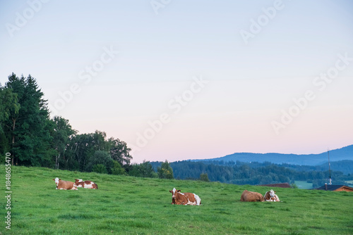 Cows grazing on green pasture with village houses and hills behind.