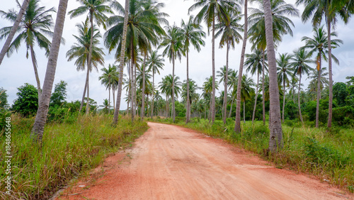 Perspective view of a straight dirt road flanked by tall palm trees, creating depth and symmetry in a tropical rural setting.