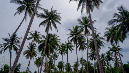 Low angle view of tall palm trees rising toward a cloudy tropical sky, emphasizing height and natural symmetry.