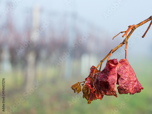 Bare vineyard field in winter Burgenland Austria