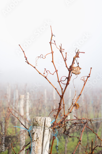 vine ripes at a vineyard with fog and rain in Burgenland