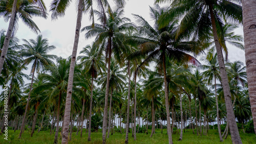 Dense arrangement of coconut palm trees forming a tropical forest scene with lush greenery and natural depth.