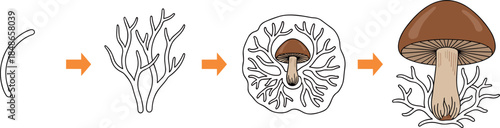 Mushroom life cycle vector illustration showing fungal growth stages from mycelium development to mature mushroom isolated on white background for biology and education design