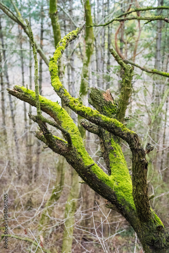 Bare branches covered in moss in winter