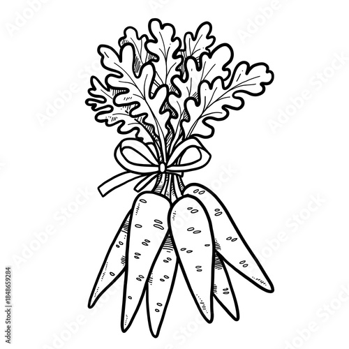 Bunch of ripe carrots tied with a ribbon linear drawing on white background