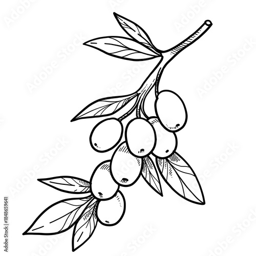 Olive tree branch with buds and leaves linear drawing on white background